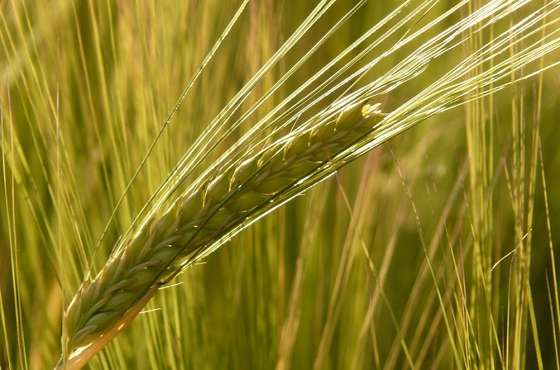 大麦 押麦 のカロリーと糖質は ダイエット向き 小麦との違いは 気になるいろいろ